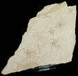 Brittle Star Mass Mortality Plate - Solnhofen Limestone #6673-3